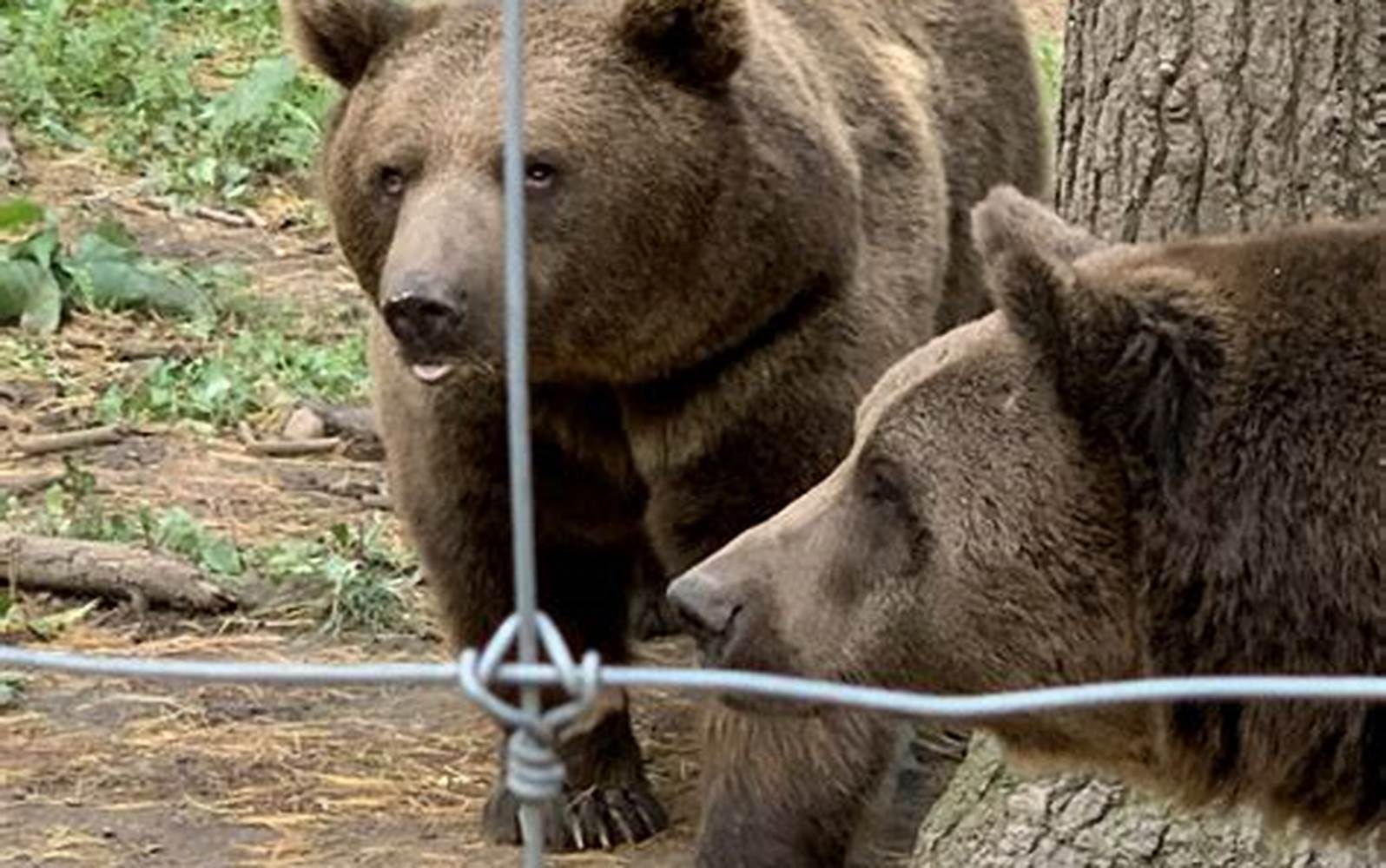 Bears at Shalom Wildlife Zoo near West Bend
